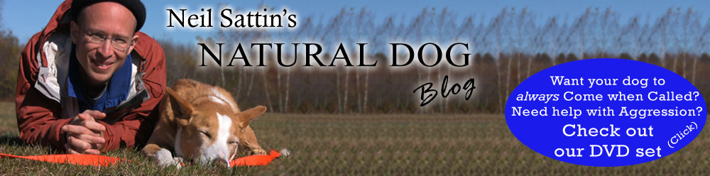 Neil Sattin's Natural Dog Blog