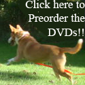 Preorder the Natural Dog Training DVDs