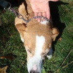 Dog Training: How to use the high collar technique for dog management if your dog pulls on lead