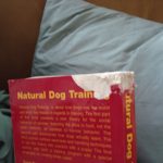 How I became a dog trainer AND a people trainer (You CAN teach an old dog new tricks)