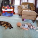 Dog Training:  How long it takes to train a dog