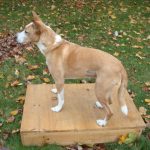 Dog Training:  Part One of Teaching Your Dog to Sit, Lie Down, and Stay - On the Box!