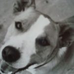 Subscribing to the Natural Dog Training Blog is Good