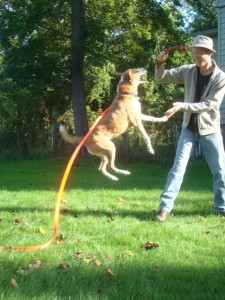 Dog jumps in the air during a lively game of tug