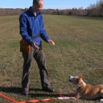 Another Natural Dog Training DVD update
