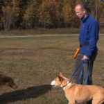 What To Do When YOUR Dog Is Aggressive in Four Steps