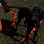 Rest in Peace Josie