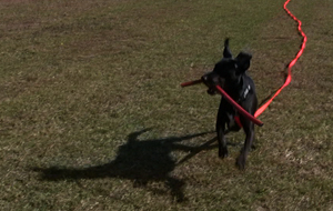 black dog running joie de vivre