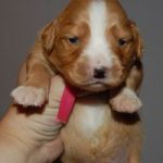 The Perfect Puppy Plan