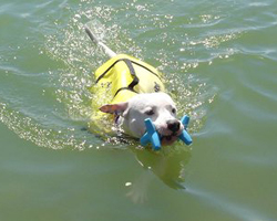 puppy swimming with life vest