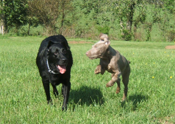 puppy playing with older dog