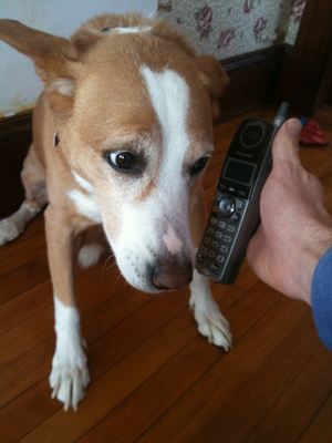 Dog Answers Phone